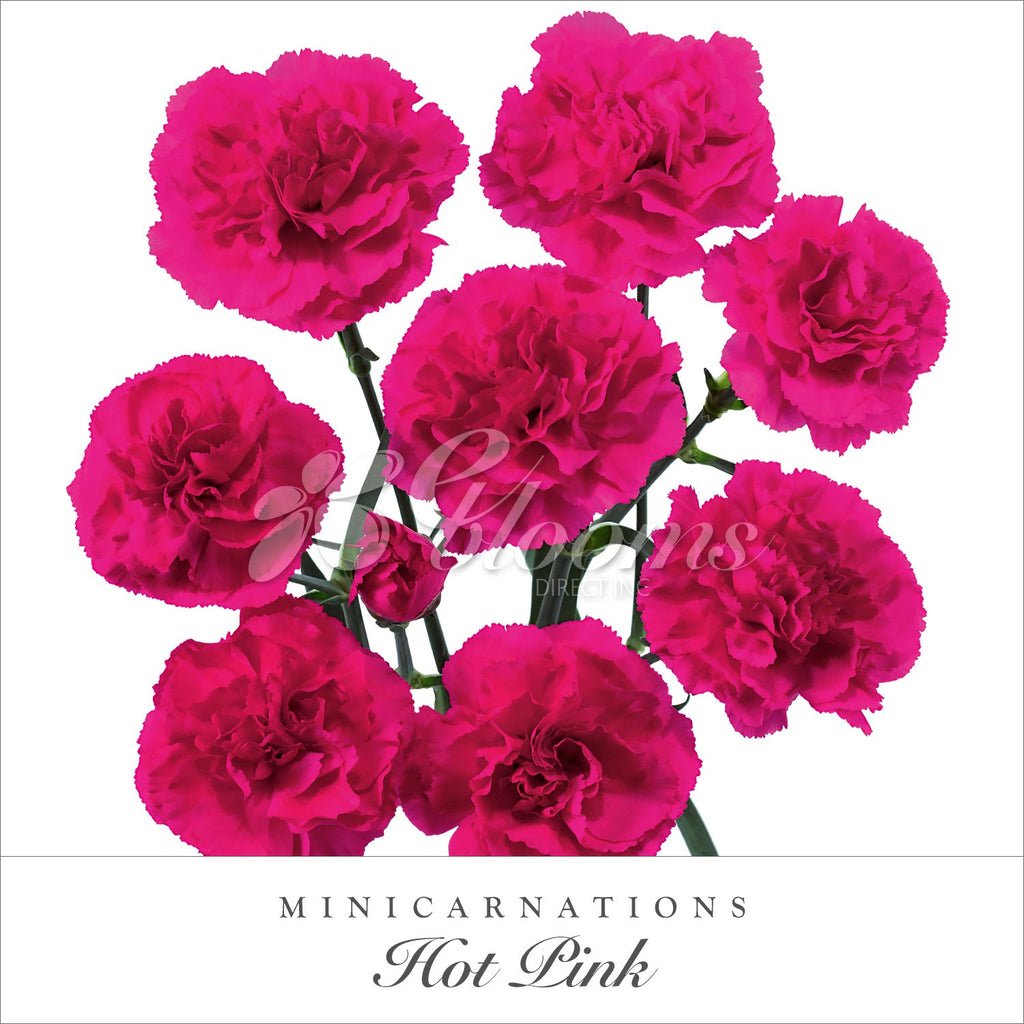 Mini Carnation Hot Pink 2019 - EbloomsDirect – Eblooms Farm Direct Inc.